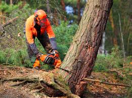 Best Hazardous Tree Removal  in Taylor Creek, FL