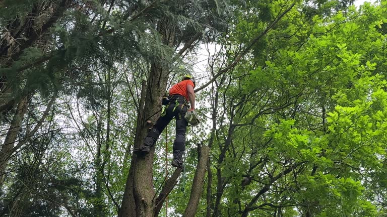 Tree and Shrub Care in Taylor Creek, FL