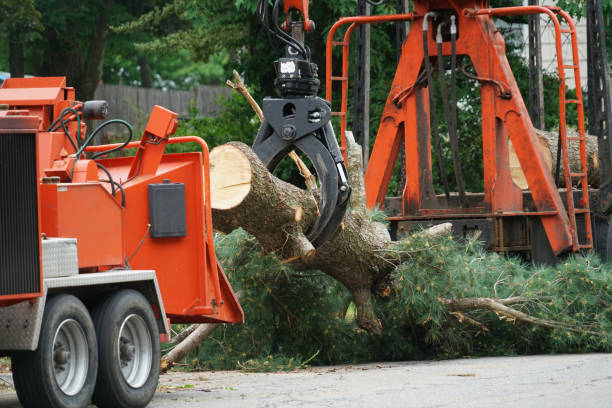 Best Tree Trimming and Pruning  in Taylor Creek, FL