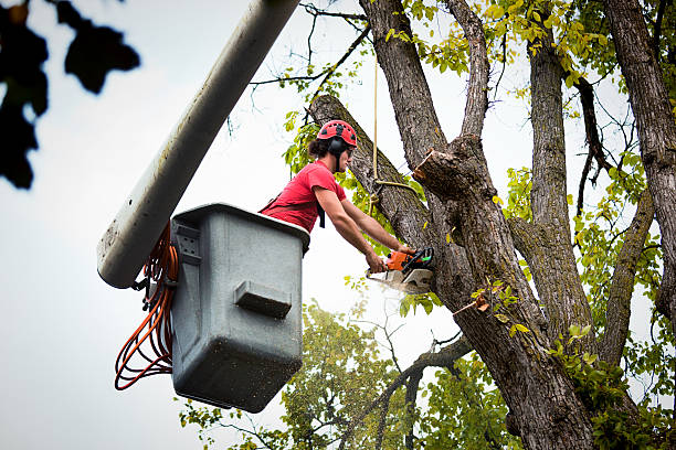 Best Commercial Tree Services  in Taylor Creek, FL