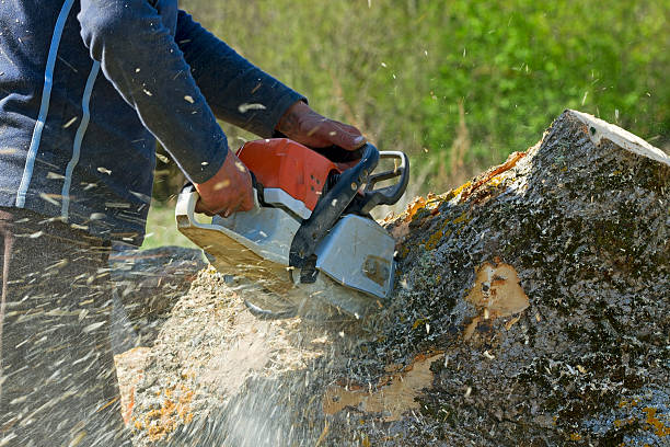 How Our Tree Care Process Works  in  Taylor Creek, FL